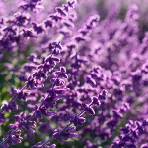 Nos Parfums et Senteurs, Made in Provence !