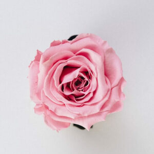 Nos Parfums et Senteurs, Made in Provence !