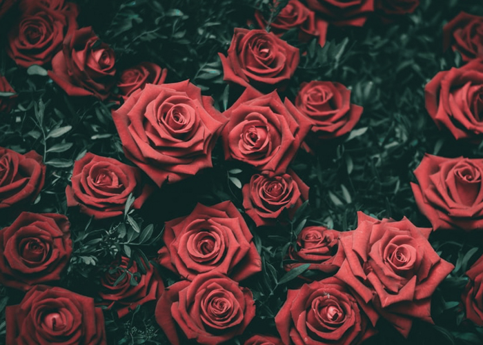 rose rouge fleur parfum bougie personnalisée